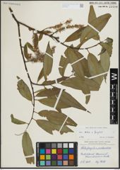 Foto von Salix alba L. x Salix fragilis L.